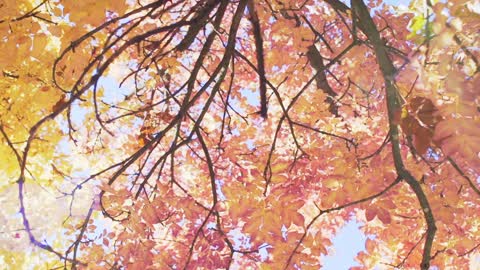 Autumn dry leaves tree