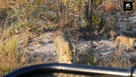 Mother Leopard Calls Cub to Find It
