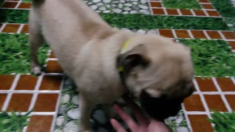 Very smart pug (pug Training)