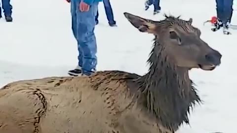 A bunch of Wyoming toxic masculinity rescuing elk trapped in a frozen lake. Not a