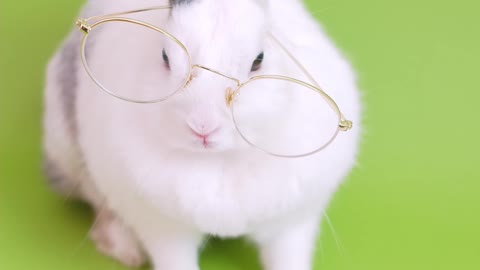 Cute Hare Read A Book With Funny Look..