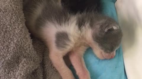 Dreaming Newborn Kittens