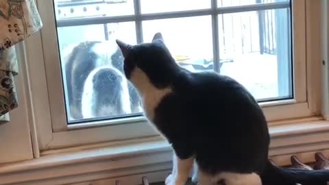 Kitty teases Saint Bernard