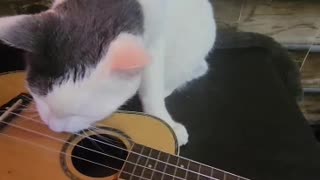 Ukulele Playing Cat