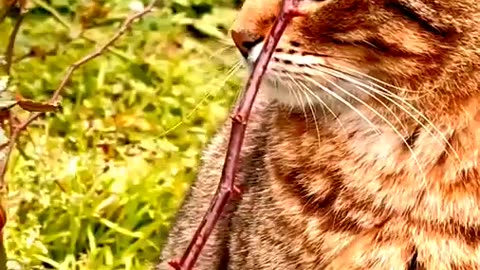 Brown and Black Cats😽> Funny Cats Short Video😿>