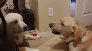 Puppy fight.