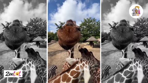 Giraffe Diaries: The Ultimate Comedy Duo Takes on Everyday Adventures!🦒🦒