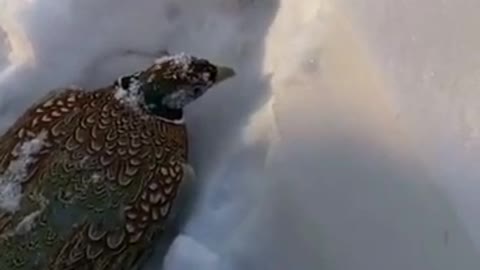 The bird is in the snow.