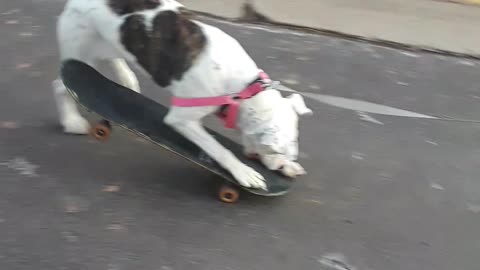Small Horse tries to skateboard