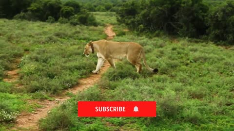 The best and closest lion video caught on camera