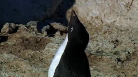 Penguin, Depressed.