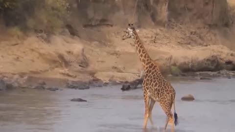 8 Times Wild animals Surrounded Its Prey So It Can't escape. Part 2