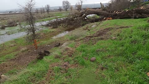 Historic Heritage Oak tree falls next to homeless camp Chico, California