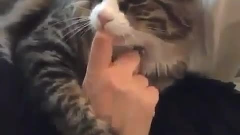 Cute cat sucking his owner finger