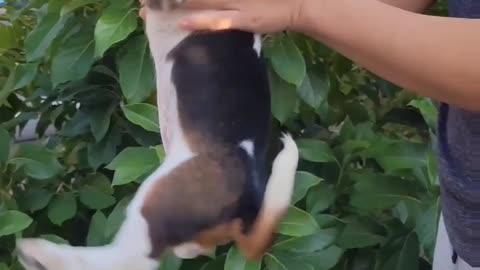 Basset Hound Shakes her Bootay!