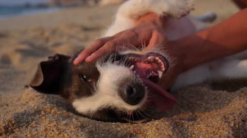 Heartwarming Moments | Dogs, Puppies, and Pets Bonding with Humans Through Play"