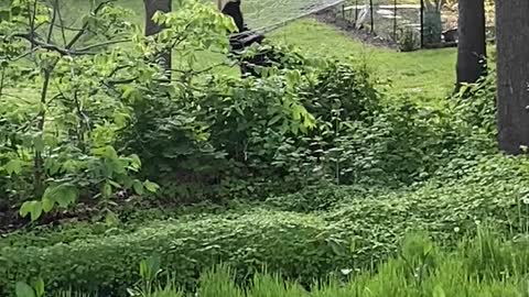 Backyard Bears Hang Around the Hammock