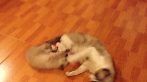A kitten plays with its mother cat, Mother cat annoyed, a funny cat moment