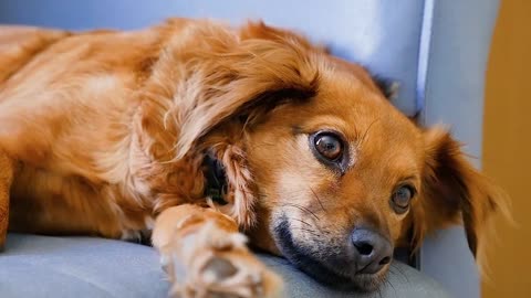 Watch now | The tenderness and softness of calm dogs