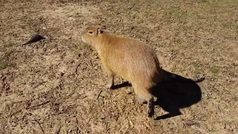 Capybara-melu