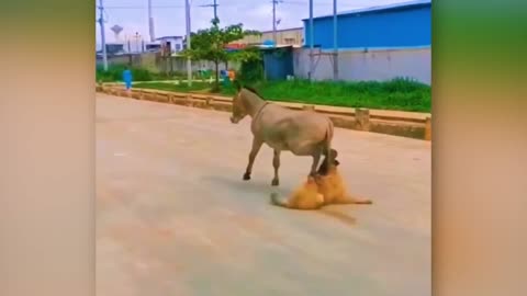 When Animals Messed With The Wrong Opponent