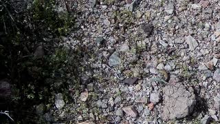 Mojave desert NV, Lizards mating in the spring