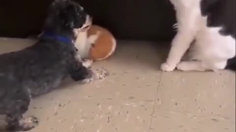 Dogg vs cat funny
