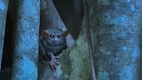 Discovering Spectral Tarsiers🌿🐒👍