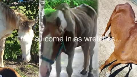 Horses at Swingin' D Horse Rescue get serenaded at meal time