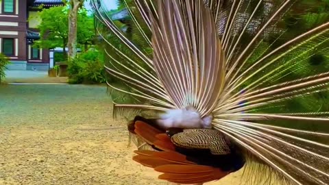 it's very incredible bird peacock 🦚 Look how to dance with big wings,