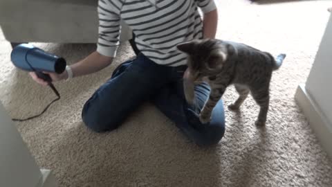 Adorable Blind Kitten Plays with Hair Dryer