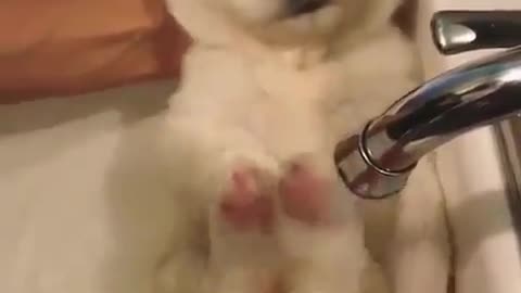 Bubbles and Bliss: Adorable Puppy's Bath Time Delight 🐶🛁