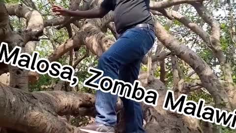 Zomba Malawi Banyan tree