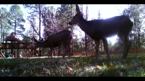 2 Deer Scared by Buck!