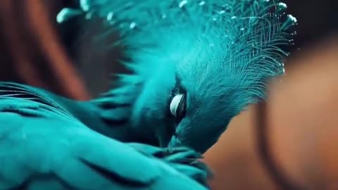 A crowned pigeon in all its stunning blue shades 💙