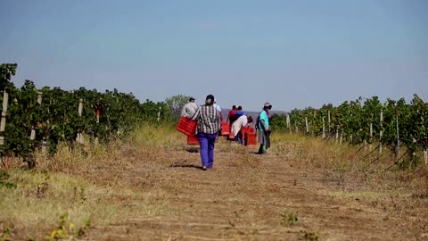 Climate change strikes North Macedonia’s vineyards