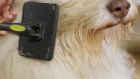 A Dog's Owner Brushing Dog's Hair.