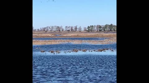 Hyde County Duck Hunt