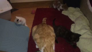 4 Brave Kittens Exploring