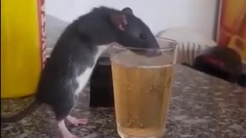 Rato tomando cerveja