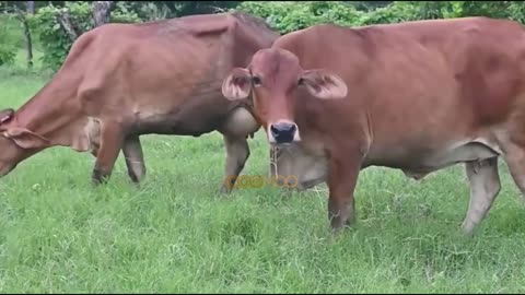 VIRAL! Group of Cows Jumping, Happy Cows on the Grassland, Fat Cows