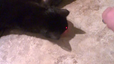 Cute little cat playing with lazer