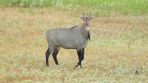 50 BMG bullet hits ANTELOPE like a TRUCK