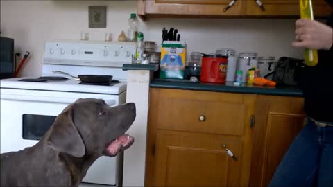 Dog playing with bubbles still a kid at heart