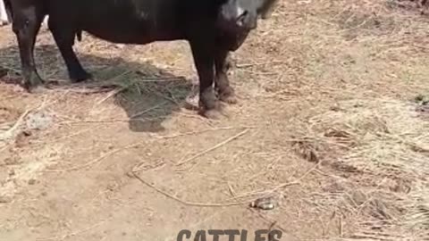Buffalo Cattles Farming | بھینس