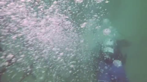 Coogee ECO Barrier - Underwater Footage (HD)