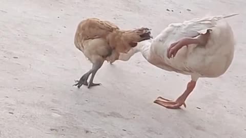 hen fighting