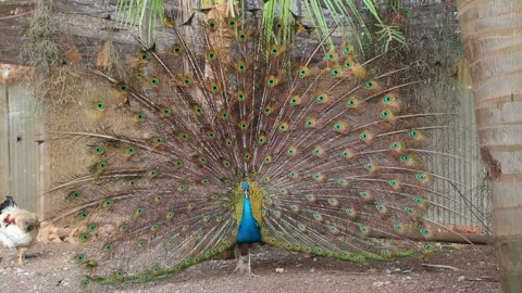 Beautiful peacock Attractive peacock