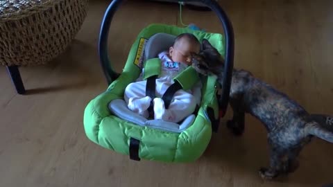 Pets Meeting Babies for the First Time