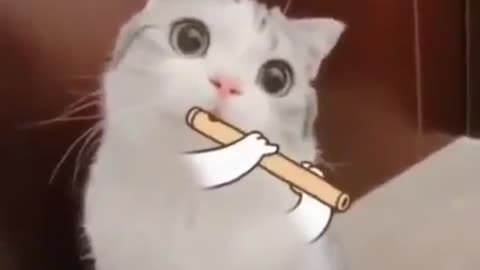 Cat plays a flute 😹